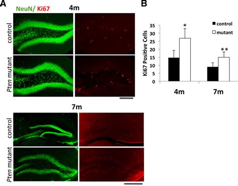 Pten Deletion In Adult Hippocampal Neural Stem Progenitor Cells Causes