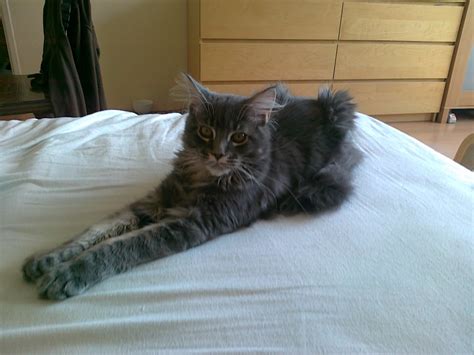 Maine Coon Personality Traits - MaineCoon.org