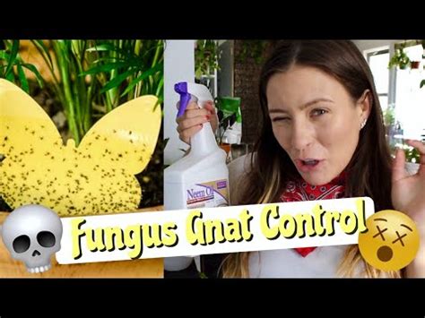 How To Get Rid Of Fungus Gnats Naturally Step By Step Guide