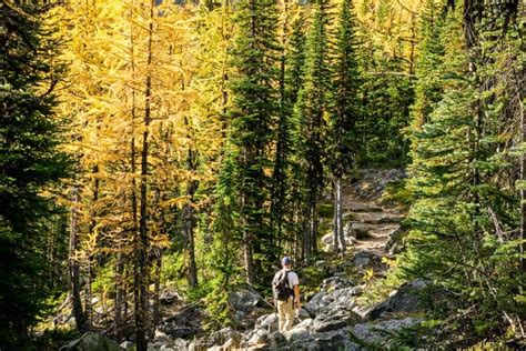 7 Great Larch Hikes In Alberta Travel Banff Canada