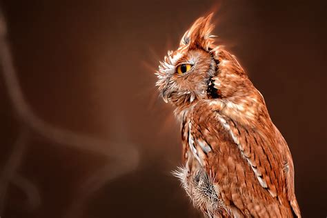 Eastern Screech Owl Hd Wallpapers And Backgrounds