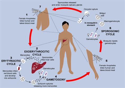 Malaria Parasite Life Cycle Poster Ubicaciondepersonascdmxgobmx