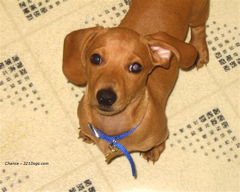 Dachshund Dogs Wallpaper 13073648 Fanpop