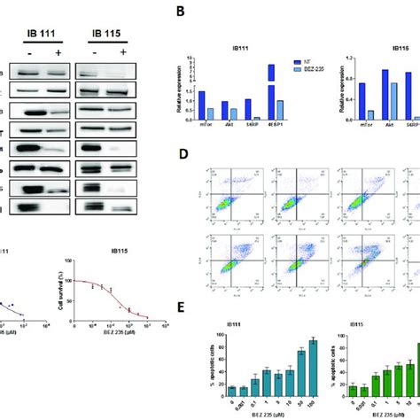 A Western Blot Analysis Of P53 Proteins Pathway In Ib115 Cell Line Download Scientific Diagram