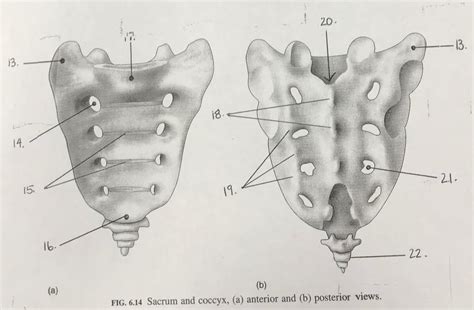 Sacrum and Coccyx Diagram | Quizlet