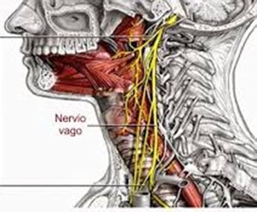 Cómo activar el nervio vago para disminuir tu ansiedad y mejorar tu