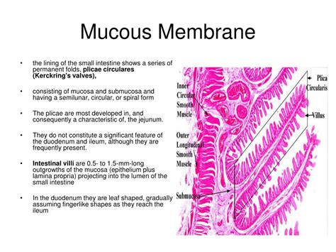 Mucous Membrane Labeled