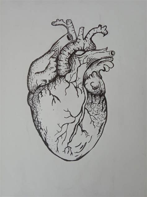 Kalp Çizimi | Anatomical tattoos, Anatomical heart art, Anatomical heart drawing