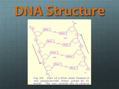 PPT - Structure of DNA & RNA PowerPoint Presentation, free download - ID:2147446