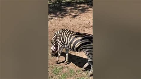 Zebra At Dubbo Zoo Shorts Sydney Nsw Youtube