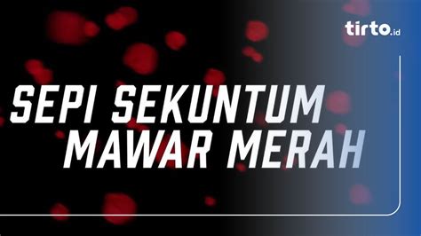 Lirik Lagu Malaysia Sepi Sekuntum Mawar Merah Oleh Ella Yang Viral