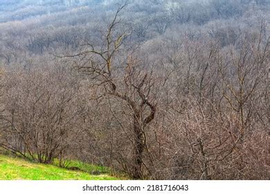 19 885 Forest Naked Stock Photos Images Photography Shutterstock