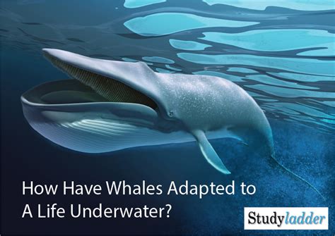 Whale Adaptations - Studyladder Interactive Learning Games