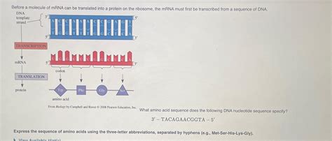 Solved Before A Molecule Of MRNA Can Be Translated Into A Chegg