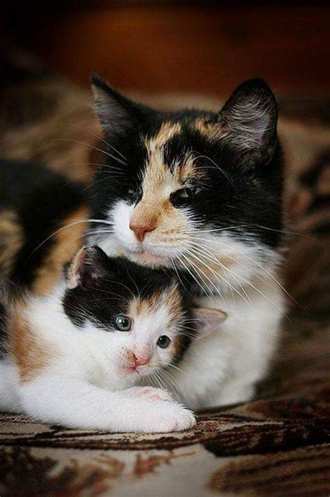 Mothers Day 15 Adorable Mama Cats And Their Kittens [pictures