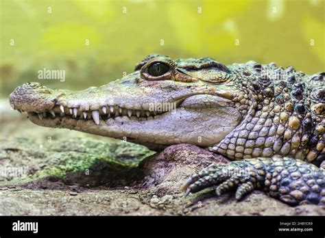 Head Of Philippine Crocodile Crocodylus Mindorensis A Relatively