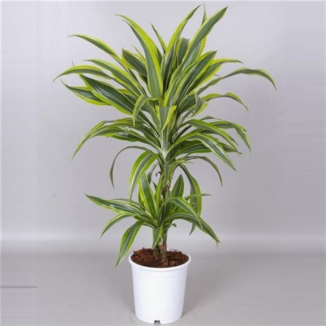 Dracaena Fragrans Var Lemon Lime 21 Casabotanica