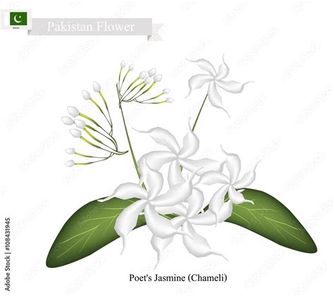 Poet's Jasmine, The National Flower of Pakistan Stock Vector | Adobe Stock