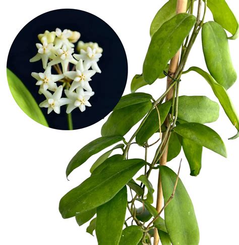 Hoya Plants For Sale In Calgary at Wilford Shaw blog