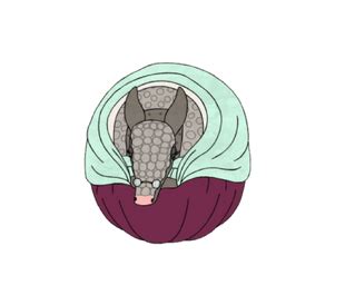 Armadillo Lady | BoJack Horseman Wiki | Fandom