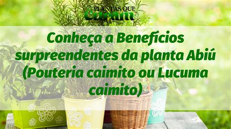 Conhe A A Benef Cios Surpreendentes Da Planta Abi Pouteria Caimito Ou