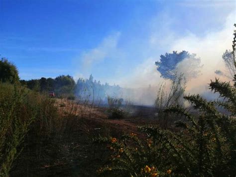 Incendio forestal afectó bosque nativo en la comuna de Arauco Resumen cl