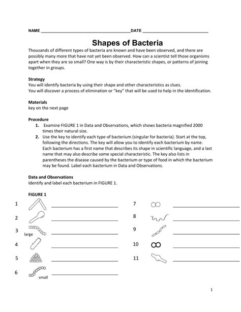 The Shapes Of Bacteria Worksheet