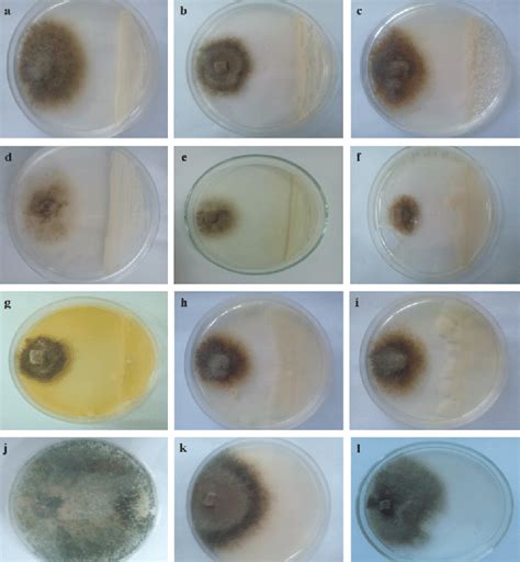 Antagonistic Effect Of Yeasts And Bacteria Against Botrytis Cinerea Download Scientific Diagram