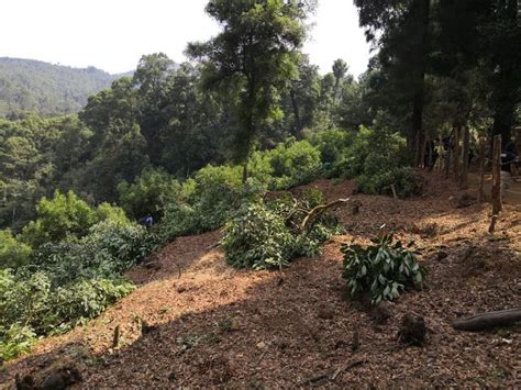 Mesa de Seguridad Ambiental desmantela huerta de aguacate en Tacámbaro