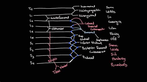 Lumbosacral Plexus Drawing And Spinal Segments Plexus Products