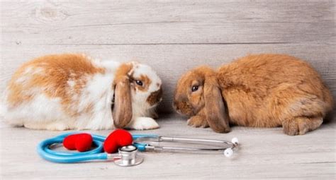 17 Proven Ways To Keep A Pet Rabbit Healthy Happy And Entertained