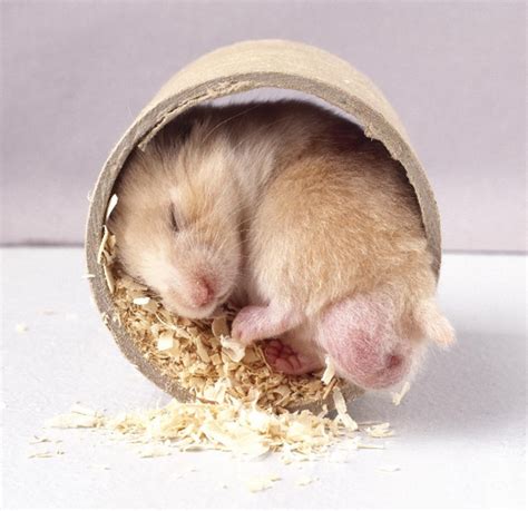 37 Small Cute And Lovely Pictures Of Hamsters