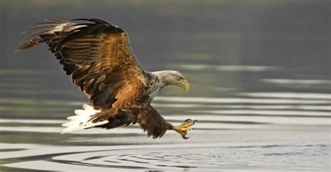 Eagle Wingspan: The 9 Largest Eagles Still Soaring the Skies in 2024 ...