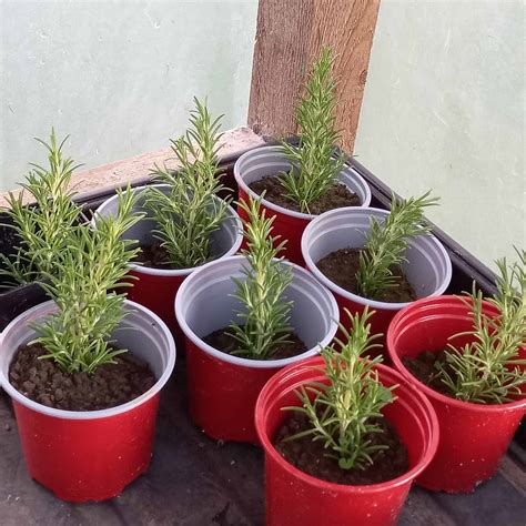 Soil For Rosemary In Pots at Alex Grey blog