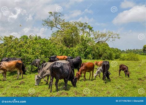 A Herd Of African Cows Grazes On Green Grass Agriculture Is