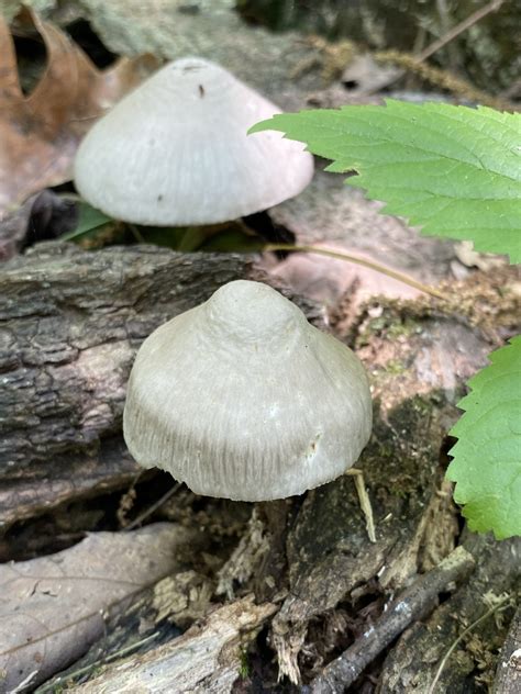 Common Gilled Mushrooms And Allies In May By Jim Inaturalist