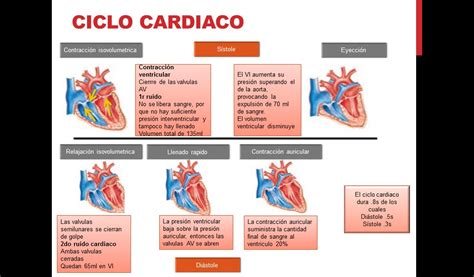 Blog De Evidencias De Fiosiologia Medica De Enoc Simons Ciclo Card Aco