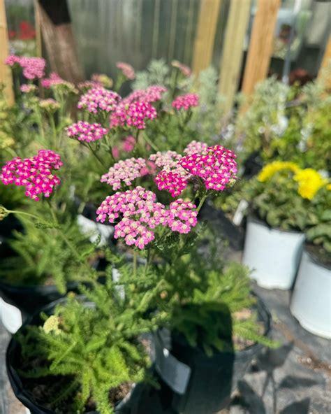 New perennial shipment from Piedmont... - Farmers Exchange