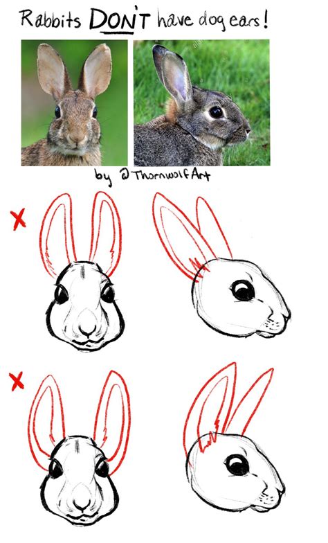 Tutorial: How to Draw Rabbit Ears — Thornwolf | The Art of Nicole Dornsife