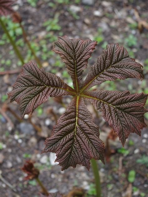 Rodgersia podophylla - Beth Chatto's Plants & Gardens