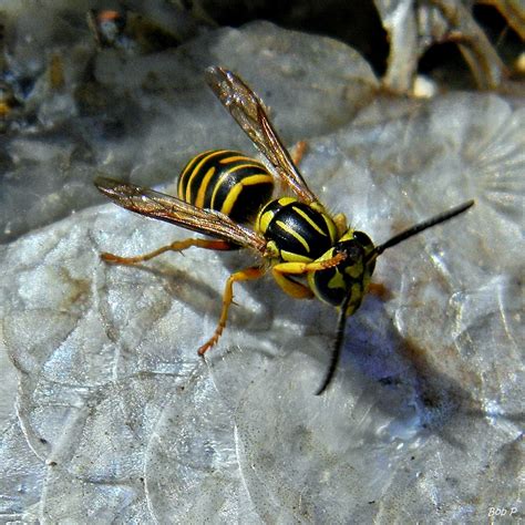 Yellowjackets (Ivvavik National Park) · iNaturalist