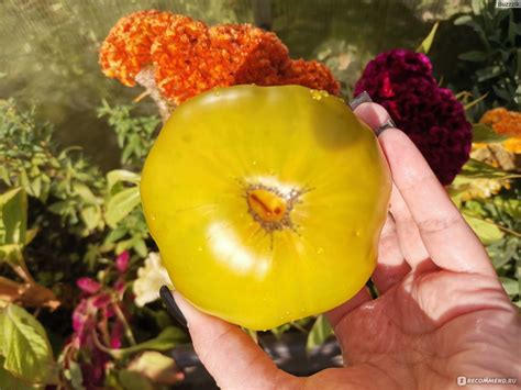 Семена Tomatinca.ru - Томат "Тайга" - «Красивый и урожайный. Но мнения ...