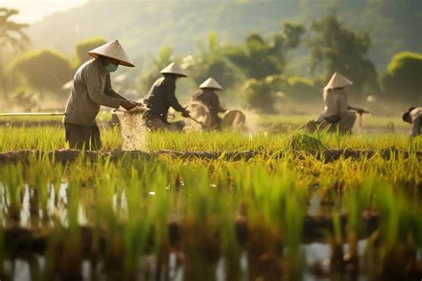 Uprawa ryżu Polski Farmer