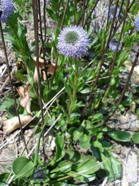 Kugelblume Heilpflanze Der Volksmedizin