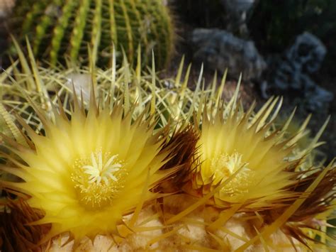 Echinocactus Grusonii Golden Barrel Cactus World Of Flowering Plants