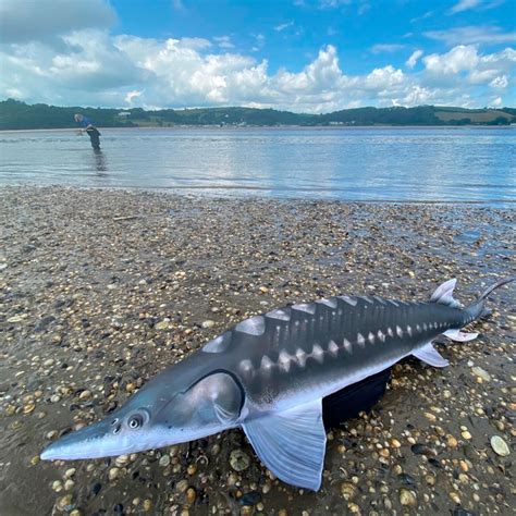 Save The Sturgeon - Help us save the UK's native Sturgeon