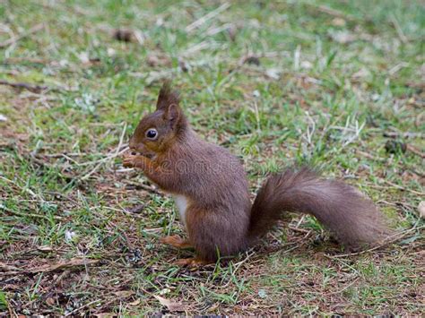 Red Squirrel Eating Nut On The Ground Stock Image Image Of