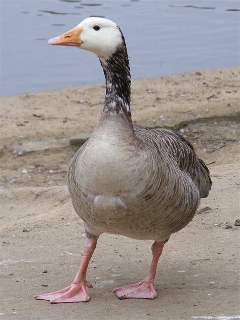 a hydra's cryptic ramblings: More hybrid geese: various Canada x