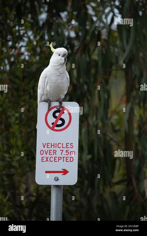 Sulphur Crested Cockatoo Cacatua Galerita Adult Bird Sitting On A