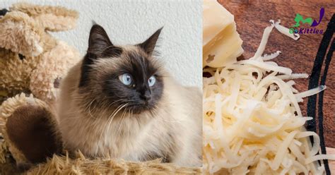 Can Cats Eat Cheese Full Guide Go Kitties